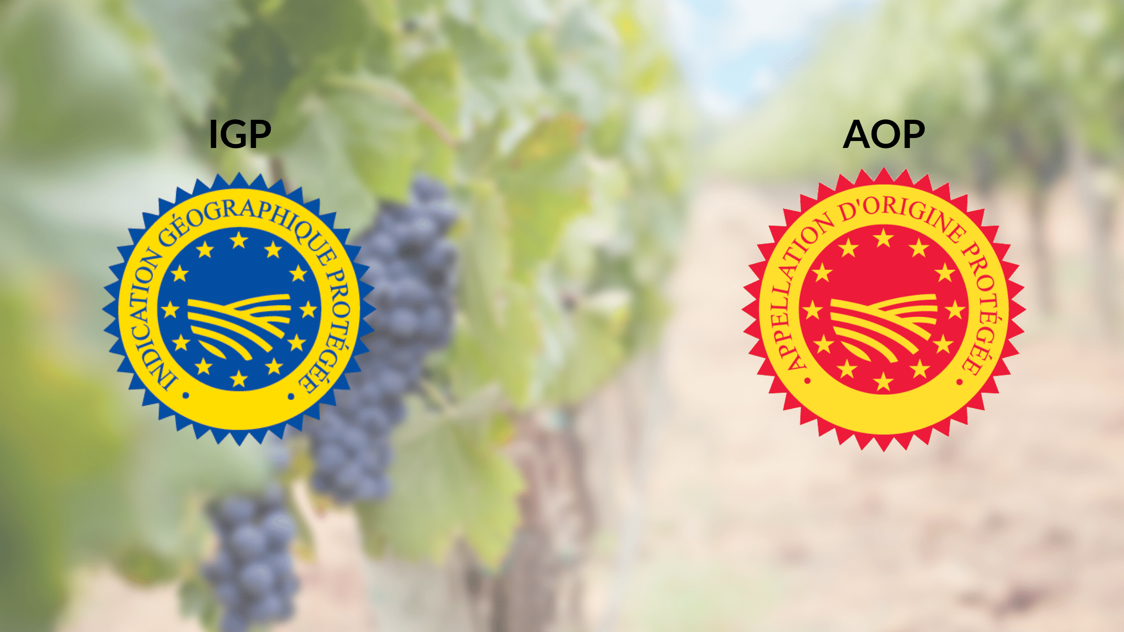Vin AOP Vin IGP : qu est ce que c est ? Château Saint Roux Vin AOP Vin IGP : qu est ce que c est ? Château Saint Roux