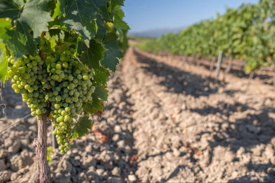 Vigne biologique en Provence
