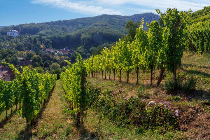 vigne bio ensoleillée