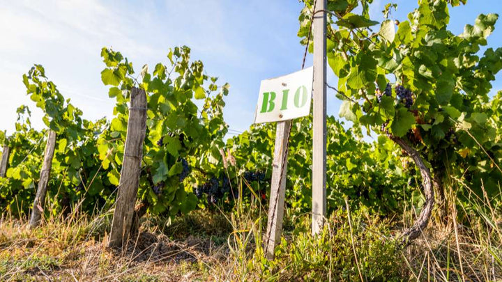Le vin bio de provence sans sulfite